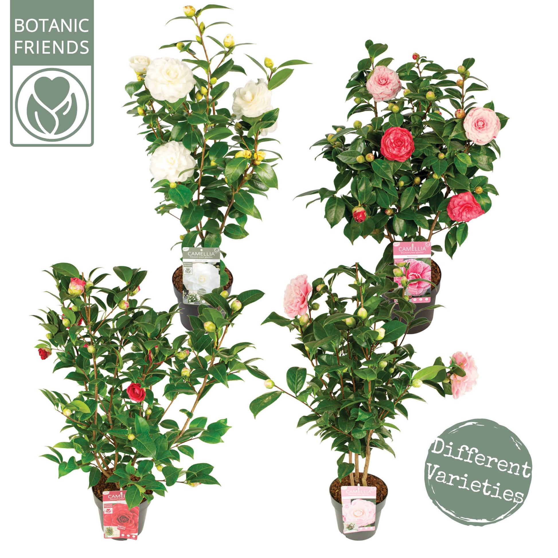 camellia-japonica-80cm-19cm-pot