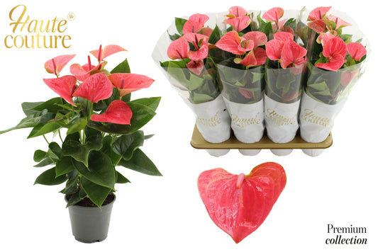 Houwenplant Anthurium Sweet Dream Pack of 7