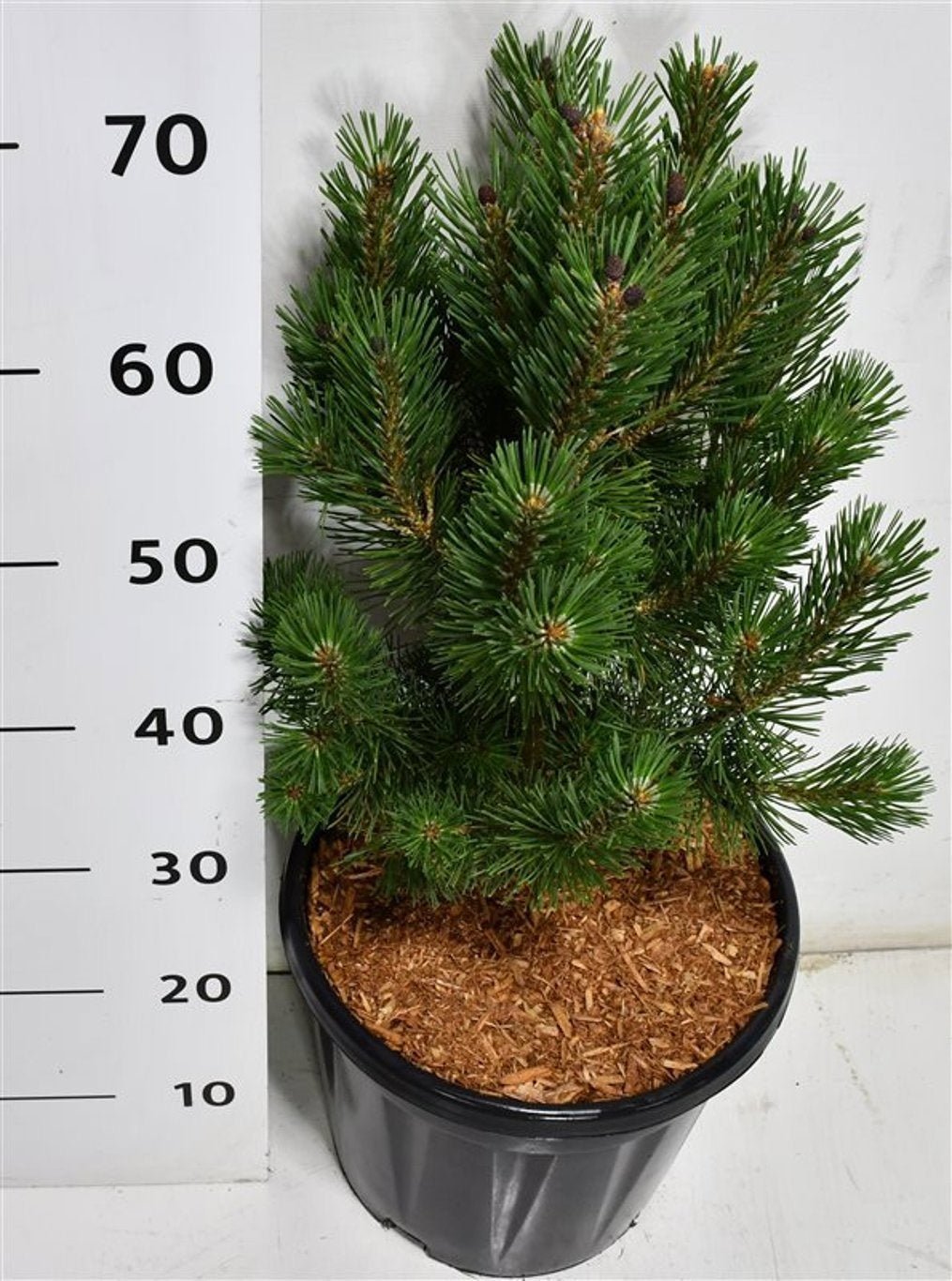 Pinus mugo Columbo 70cm 32cm Pot