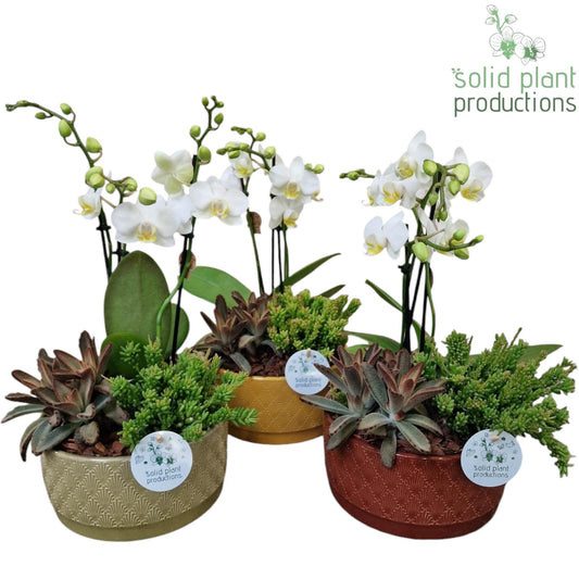 Phalaenopsis arrangement 40cm 19cm Pot