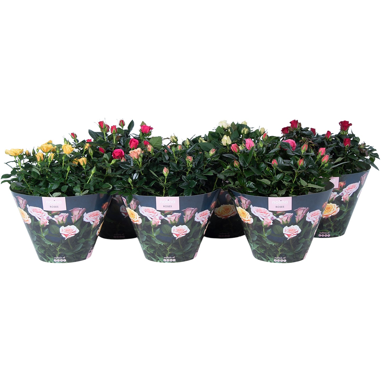Nolina Kwekerijen Rose Patiohit mix Pack of 14
