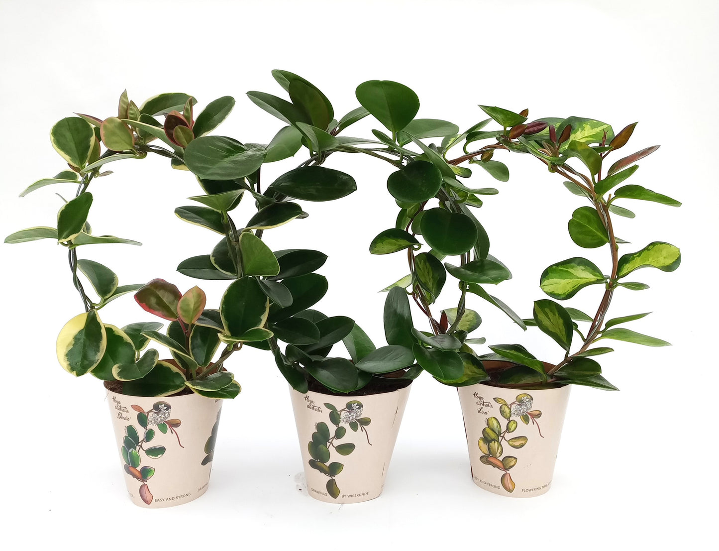 Hoya mix 45cm 12cm Pot