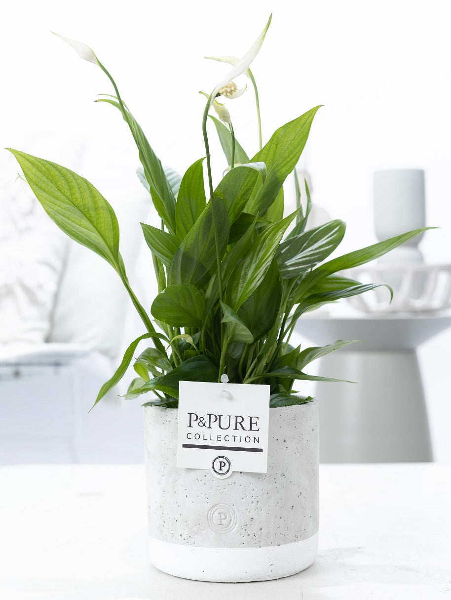 Spathiphyllum hybrid 35cm 12cm Pot