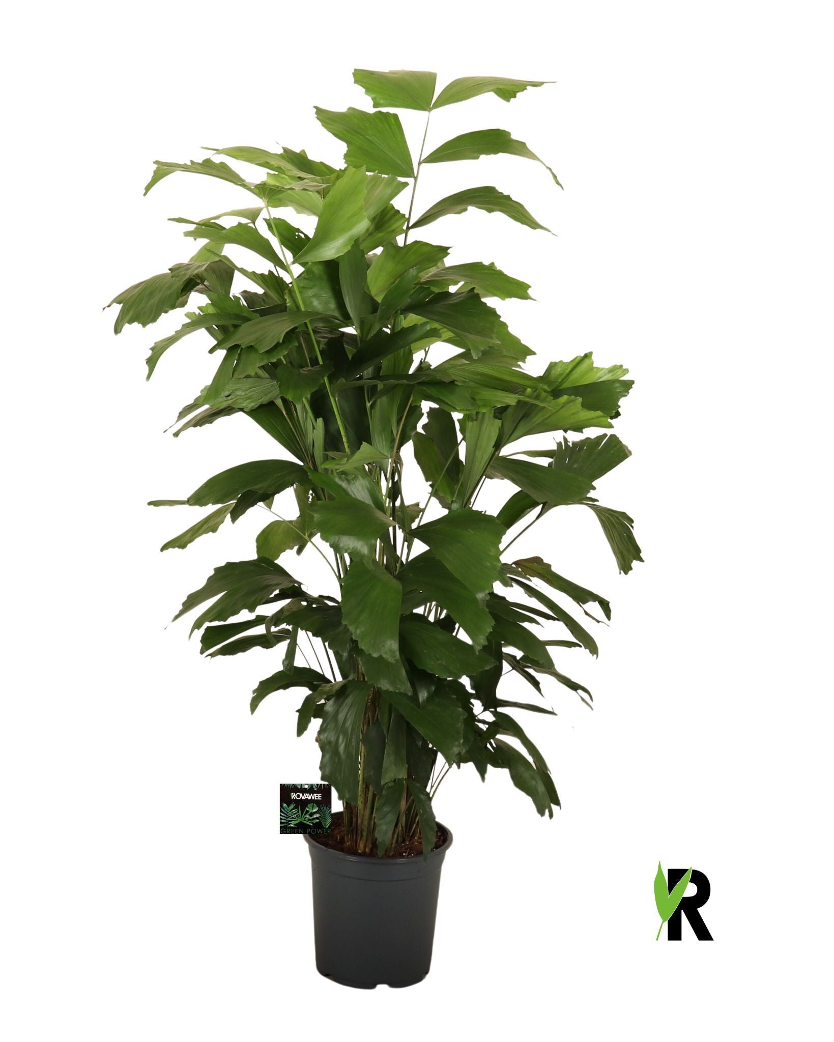 Caryota mitis 110cm 21cm Pot