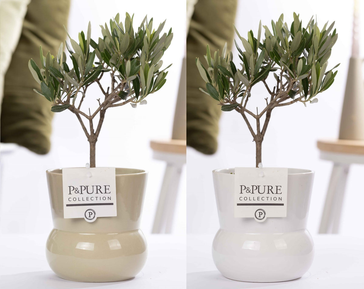 Olea europaea 30cm 12cm Pot