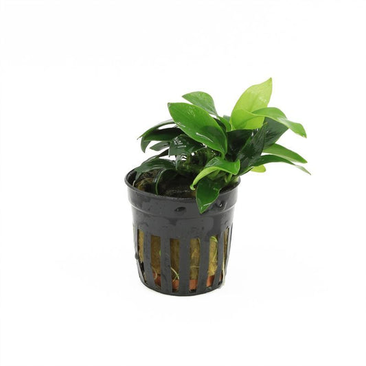 Aquarium plant mix 10cm 5cm Pot
