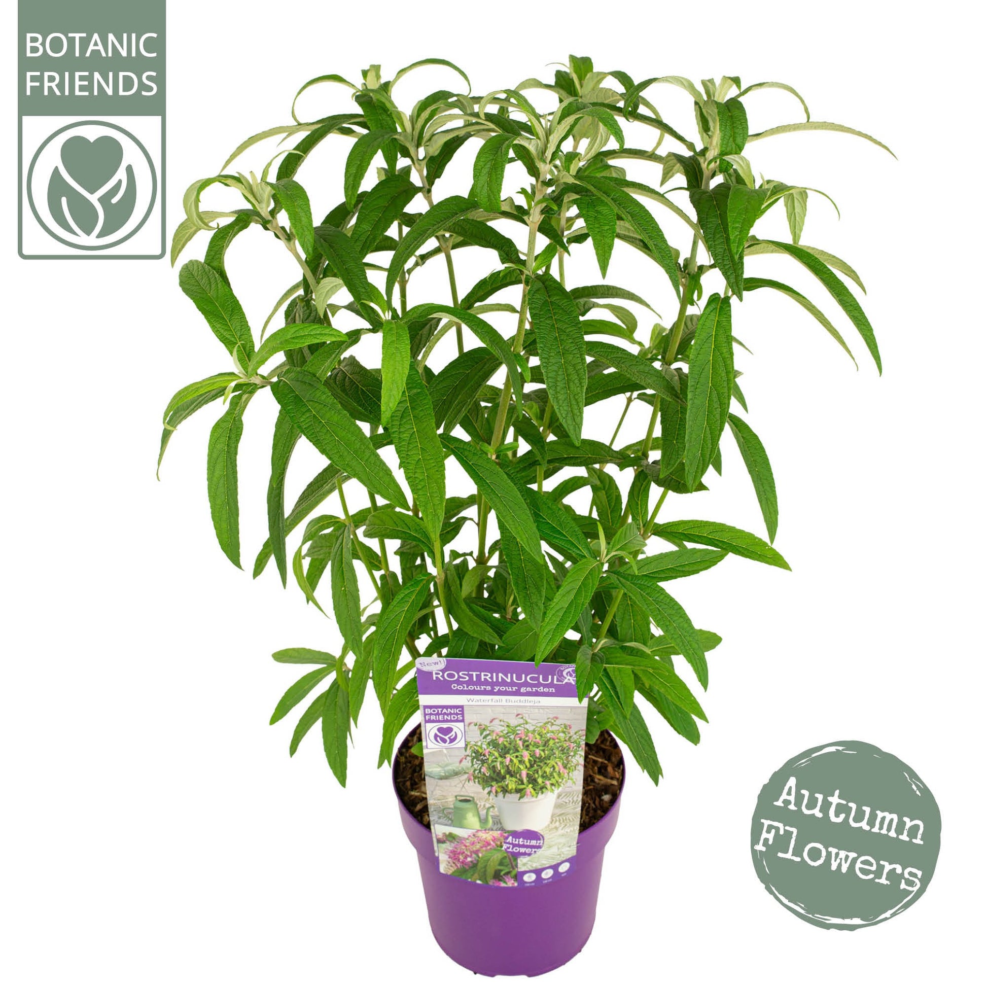 Shrubs mix 60cm 19cm Pot