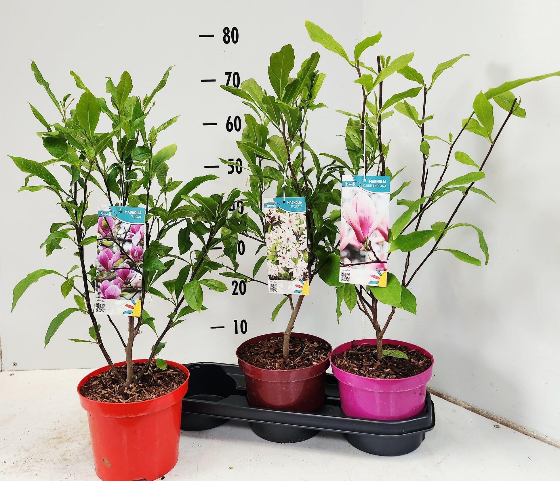 Magnolia mix exclusive 70cm 19cm Pot