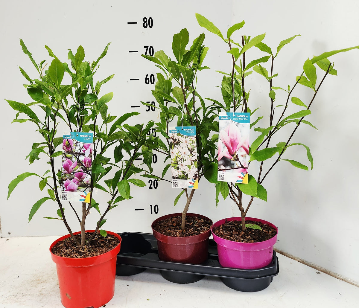 Magnolia mix exclusive 70cm 19cm Pot