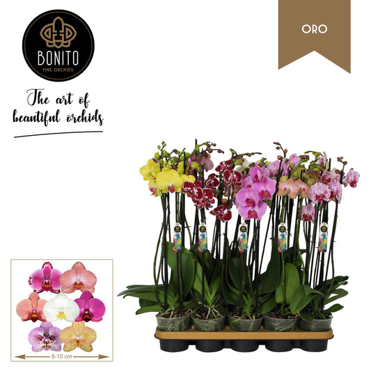 Phalaenopsis mix Oro 60cm 12cm Pot