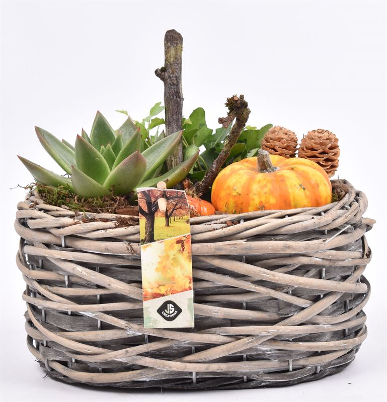 arr. Sierfruit 22cm Pot