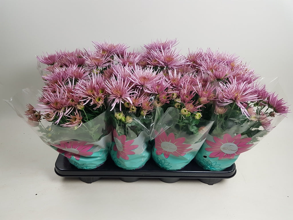 Chrysanthemum Anansi Pink 27cm 14cm Pot