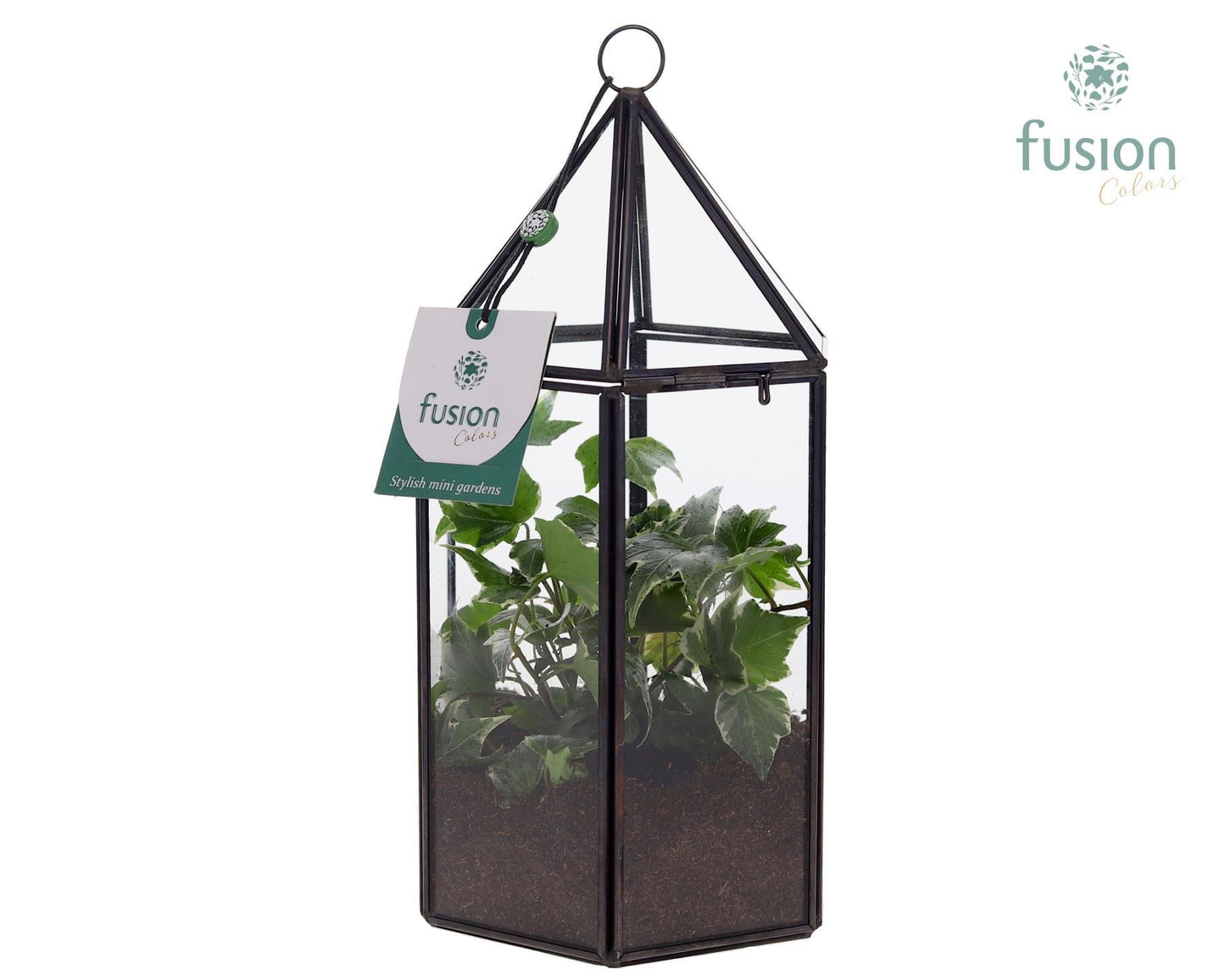 Fusioncolors BV Geometrisch Lantaarn met Hedera Pack of 6
