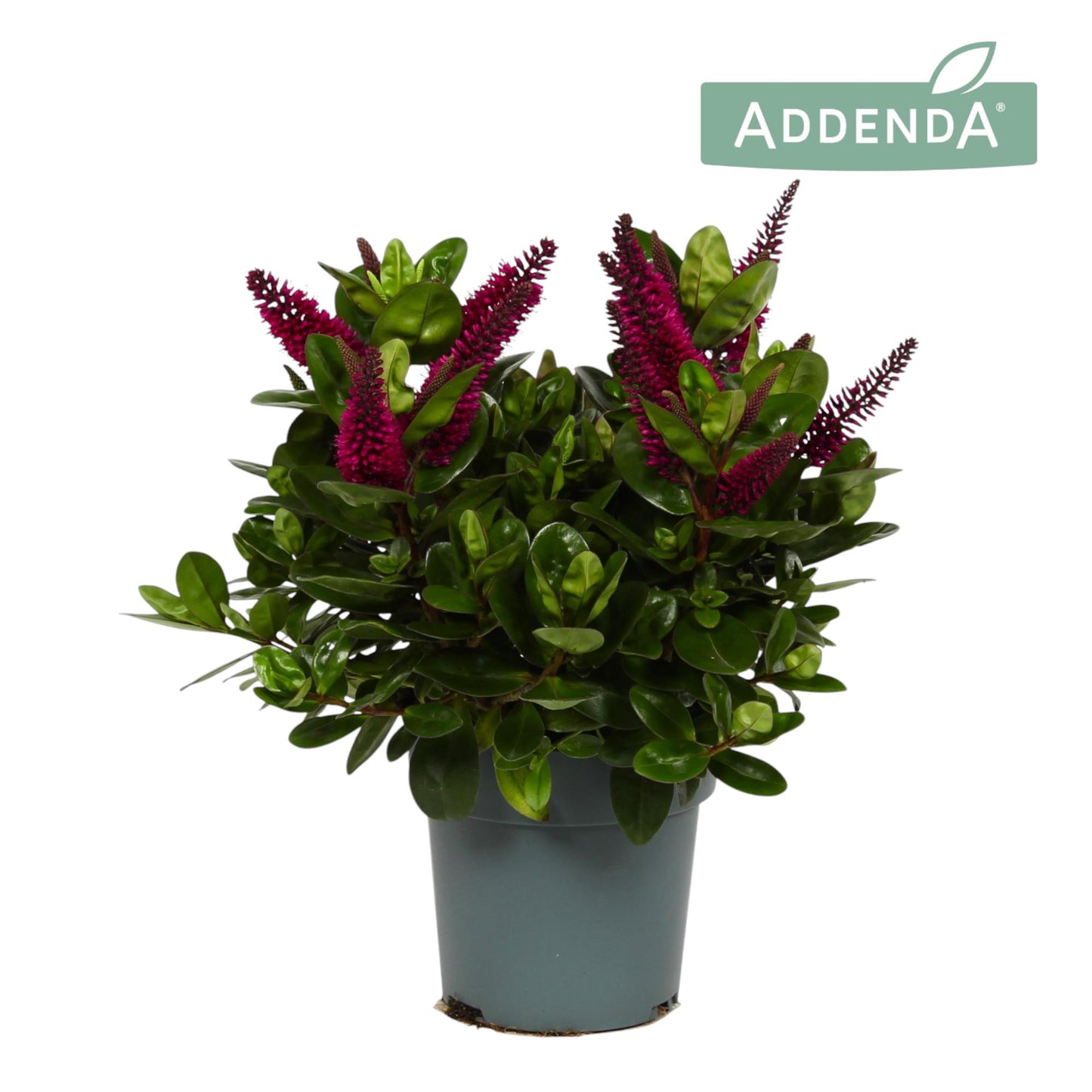 FlevoFlora Hebe Hebedonna Alina Pack of 6