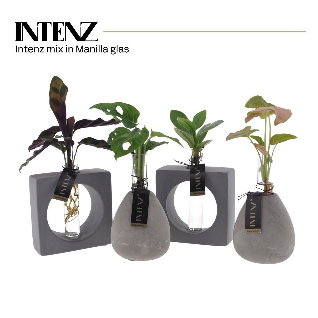 Foliage houseplants mix 15cm 9cm Pot