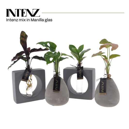 Foliage houseplants mix 15cm 9cm Pot