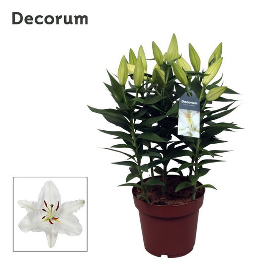 Lilium Oxygen 50cm 19cm Pot