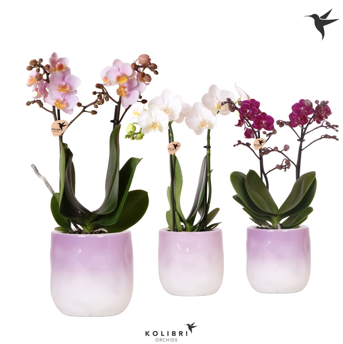 Phalaenopsis mix 40cm 9cm Pot