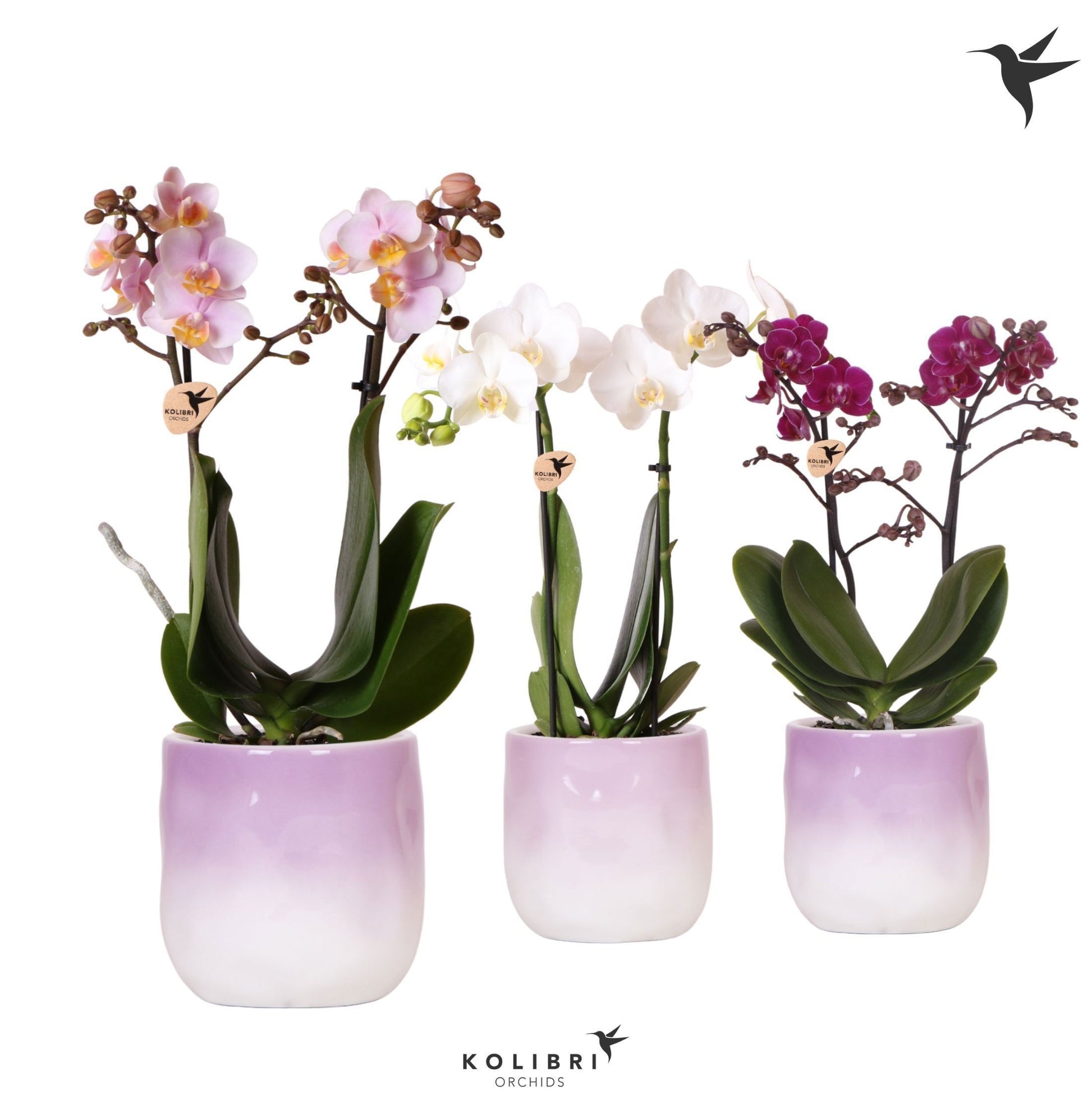 Phalaenopsis mix 40cm 9cm Pot