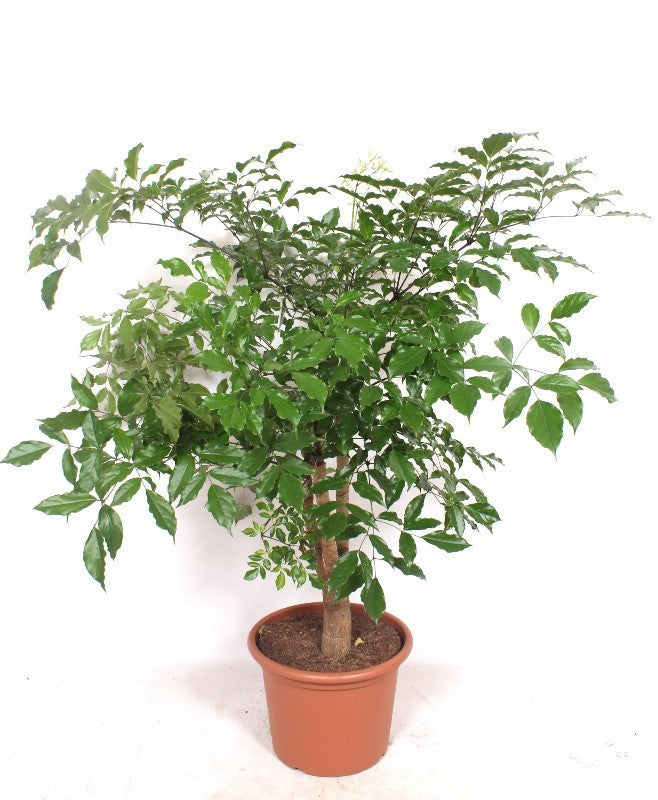 Heteropanax chinensis 160cm 40cm Pot