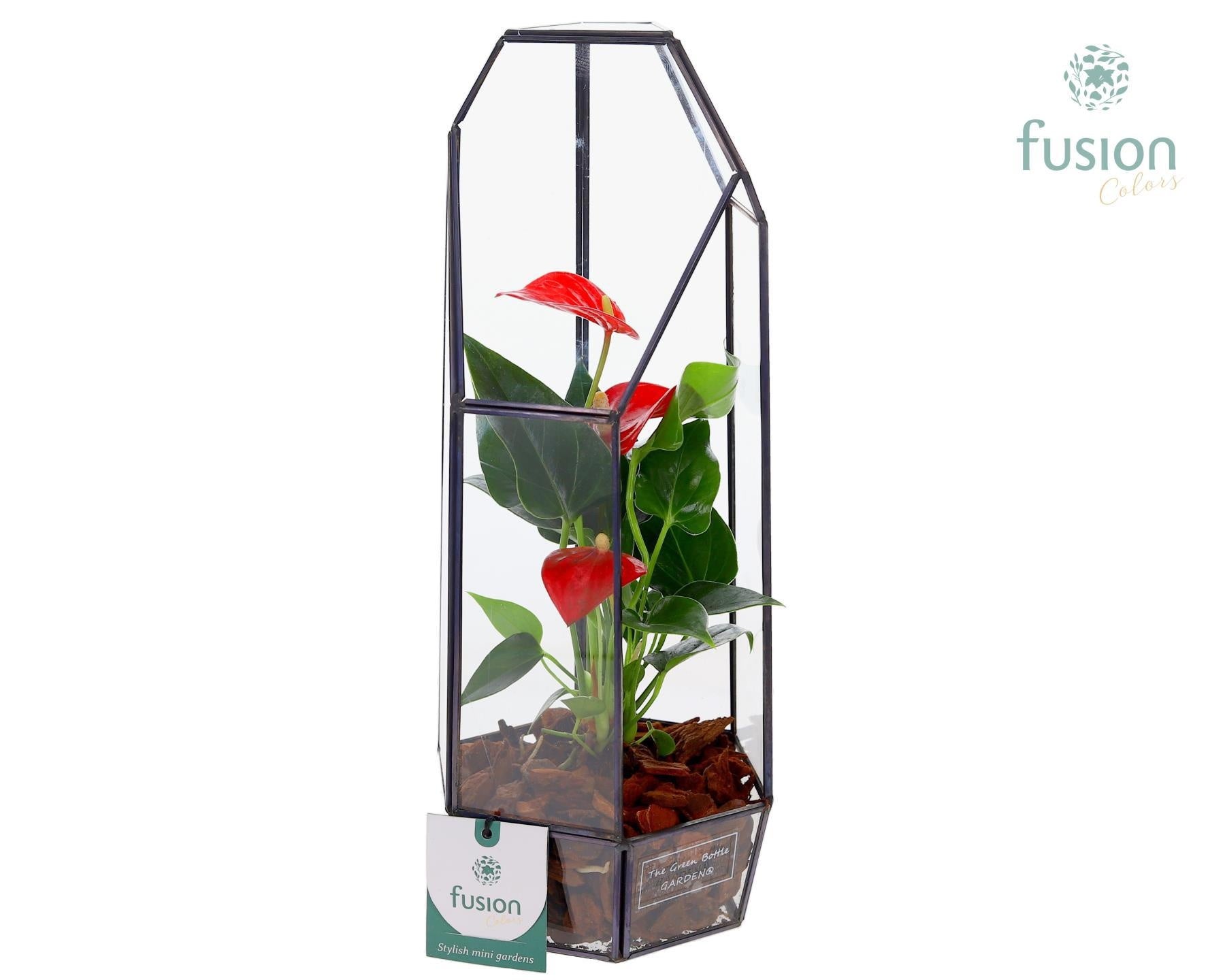 Metalen Lantaarn met Anthurium 35cm 12cm Pot