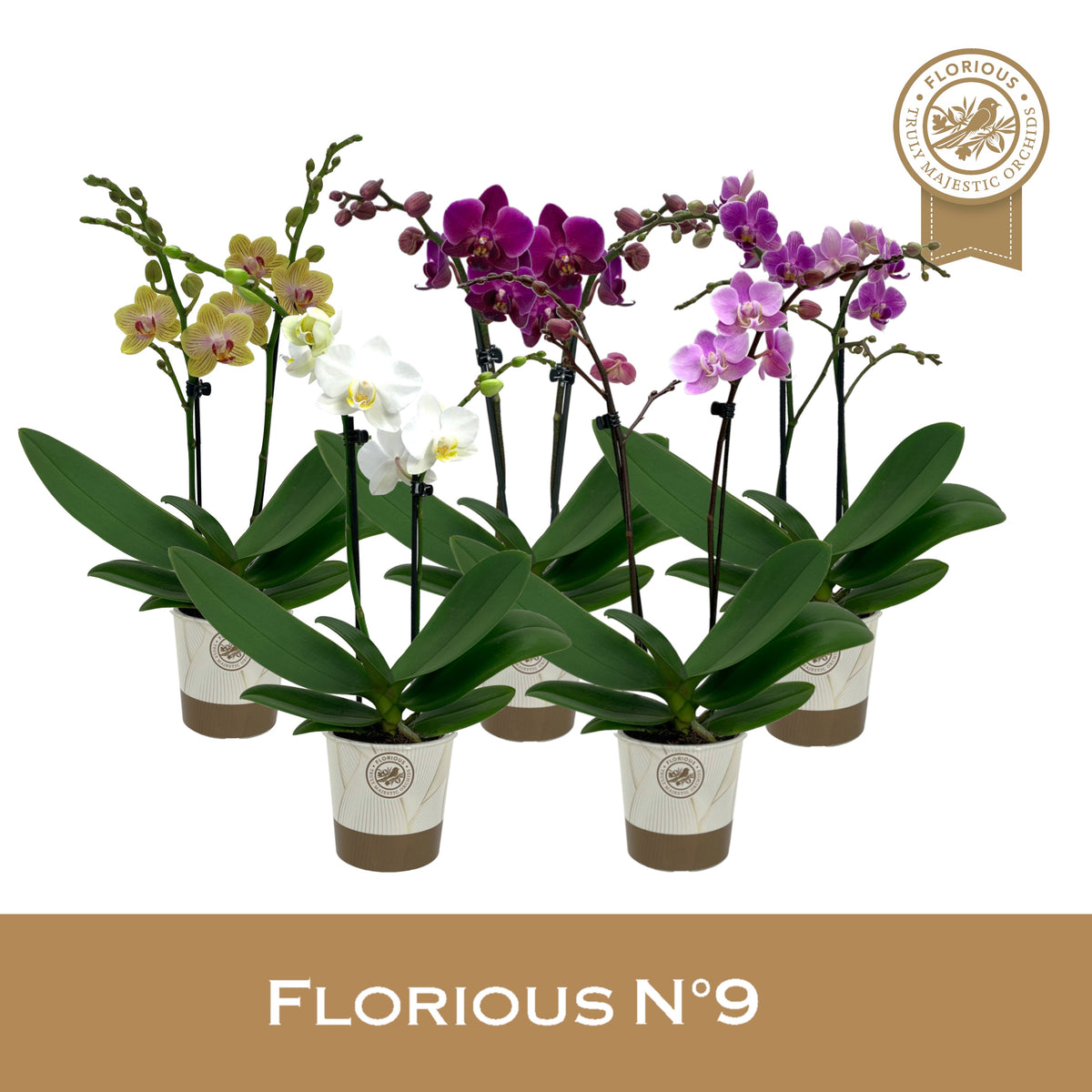 Phalaenopsis mix 40cm 9cm Pot