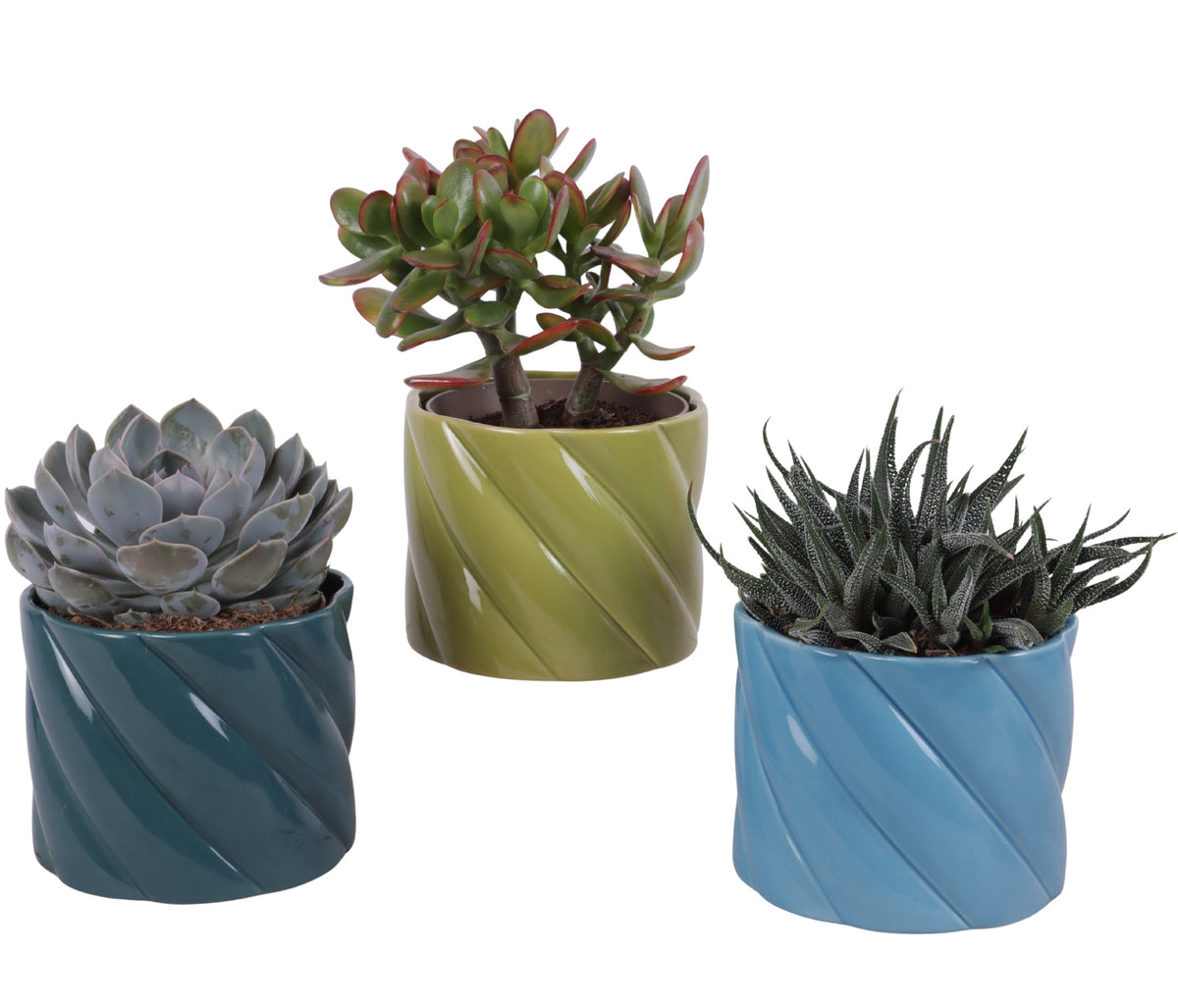 Succulent mix 25cm 14cm Pot
