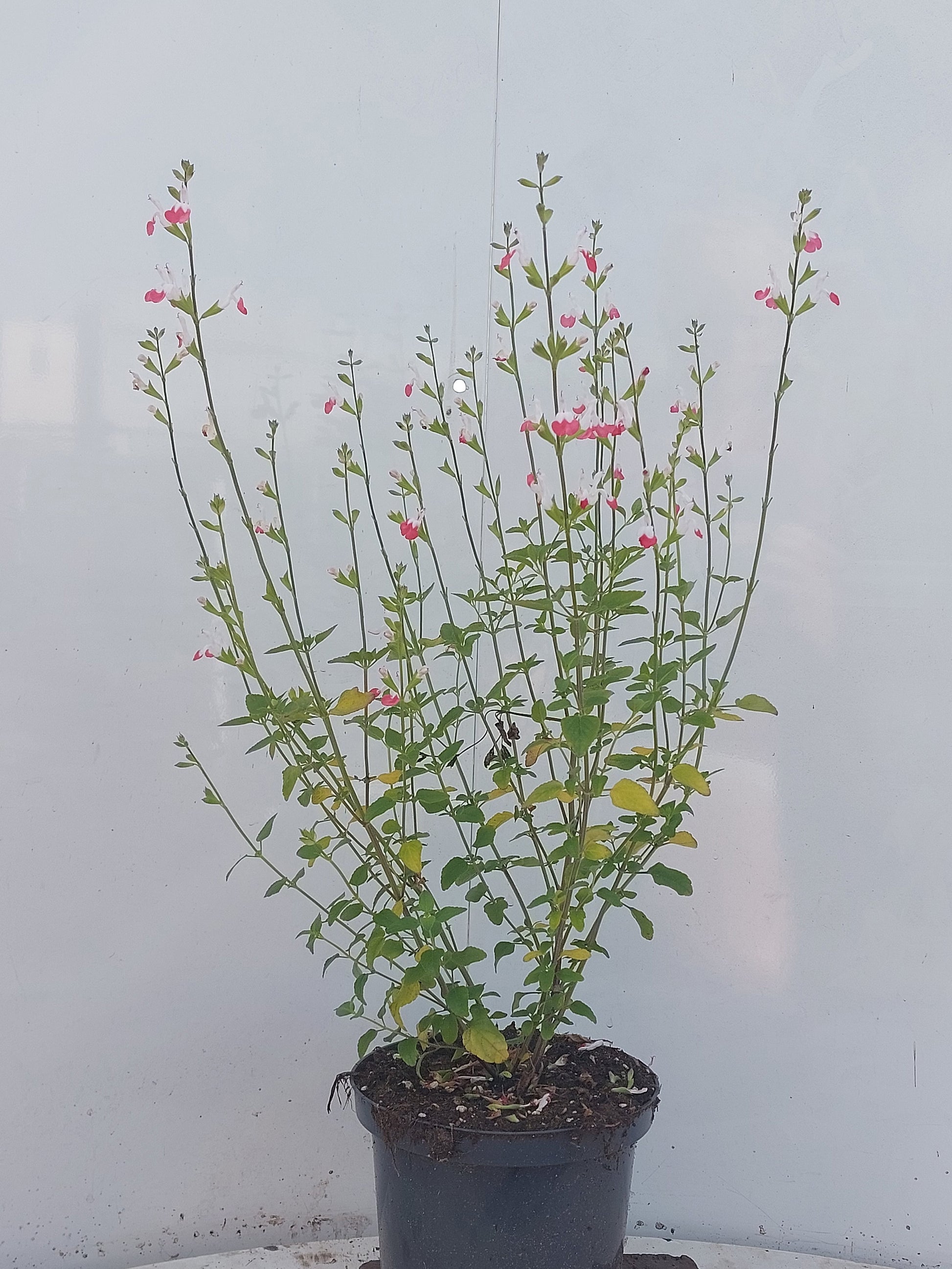 Winden BV, Buxuskw W. van Salvia mic. Rouge bordeaux Pack of 1