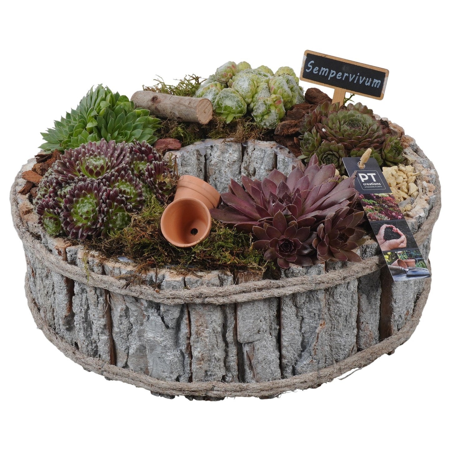 Sempervivum arrangement 15cm 34cm Pot