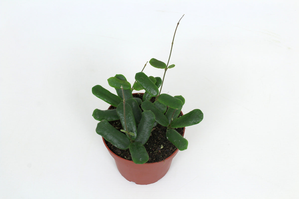 Hoya australis 15cm 12cm Pot