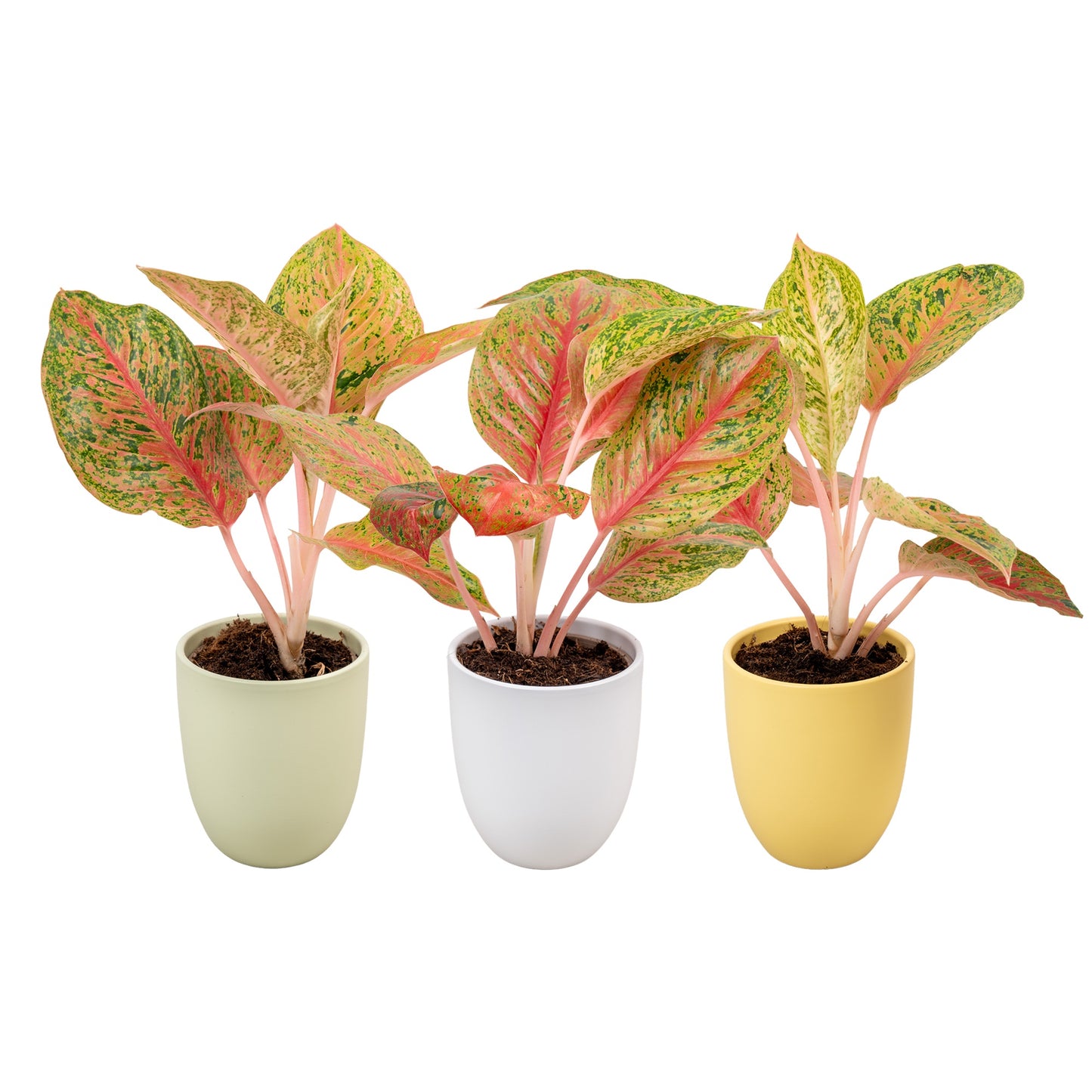 Aglaonema Hybrid 45cm 14cm Pot