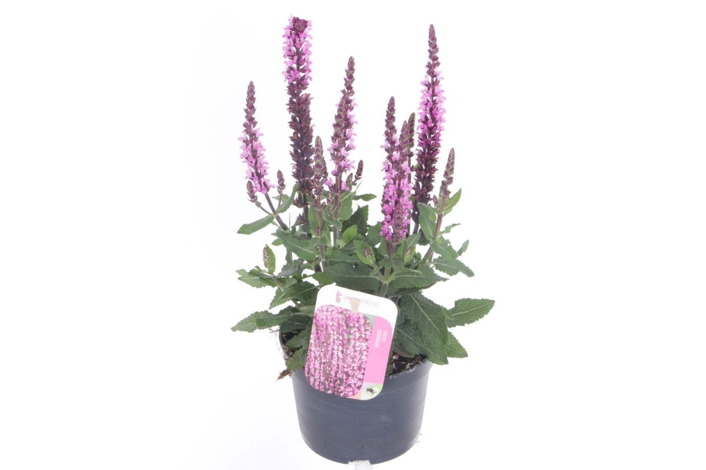 Salvia nem. Sensation Deep Rose 30cm 13cm Pot