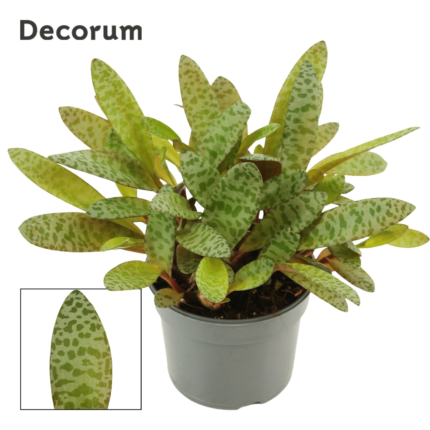 Ledebouria socialis 17cm 9cm Pot