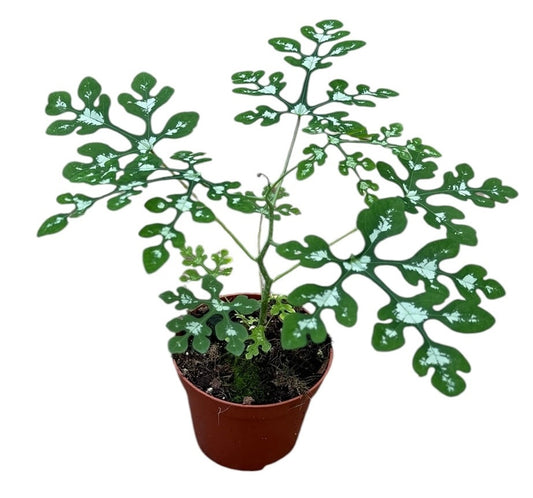 Adenia Perrieri 12cm 8cm Pot