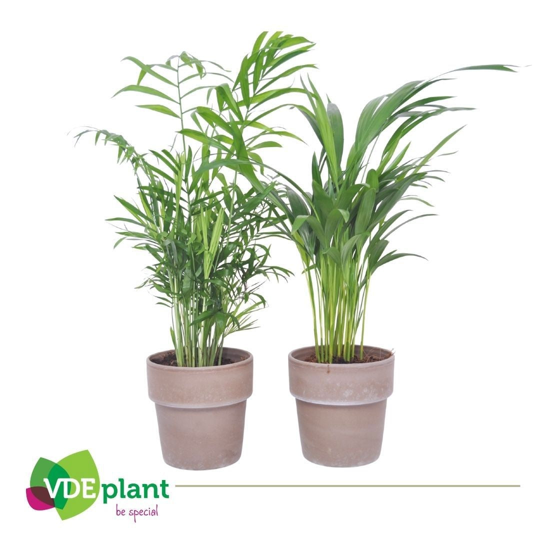Palms mix 40cm 12cm Pot