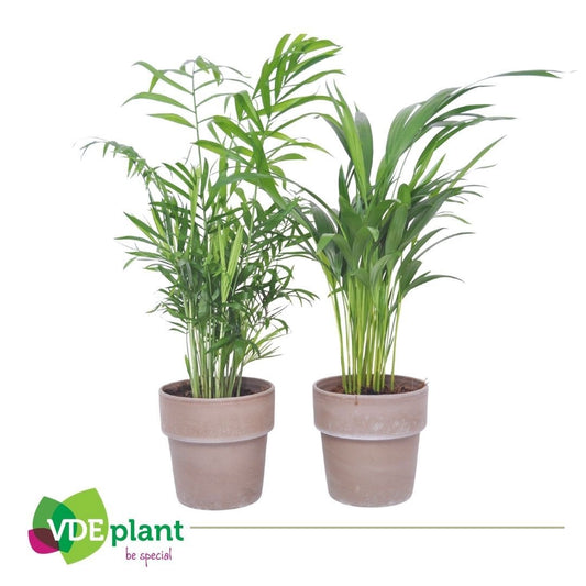 Palms mix 40cm 12cm Pot