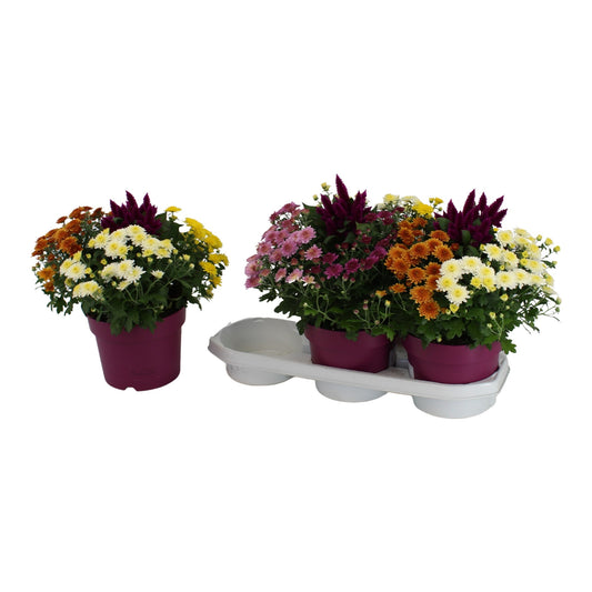 Bedding plants mixpot 38cm 19cm Pot