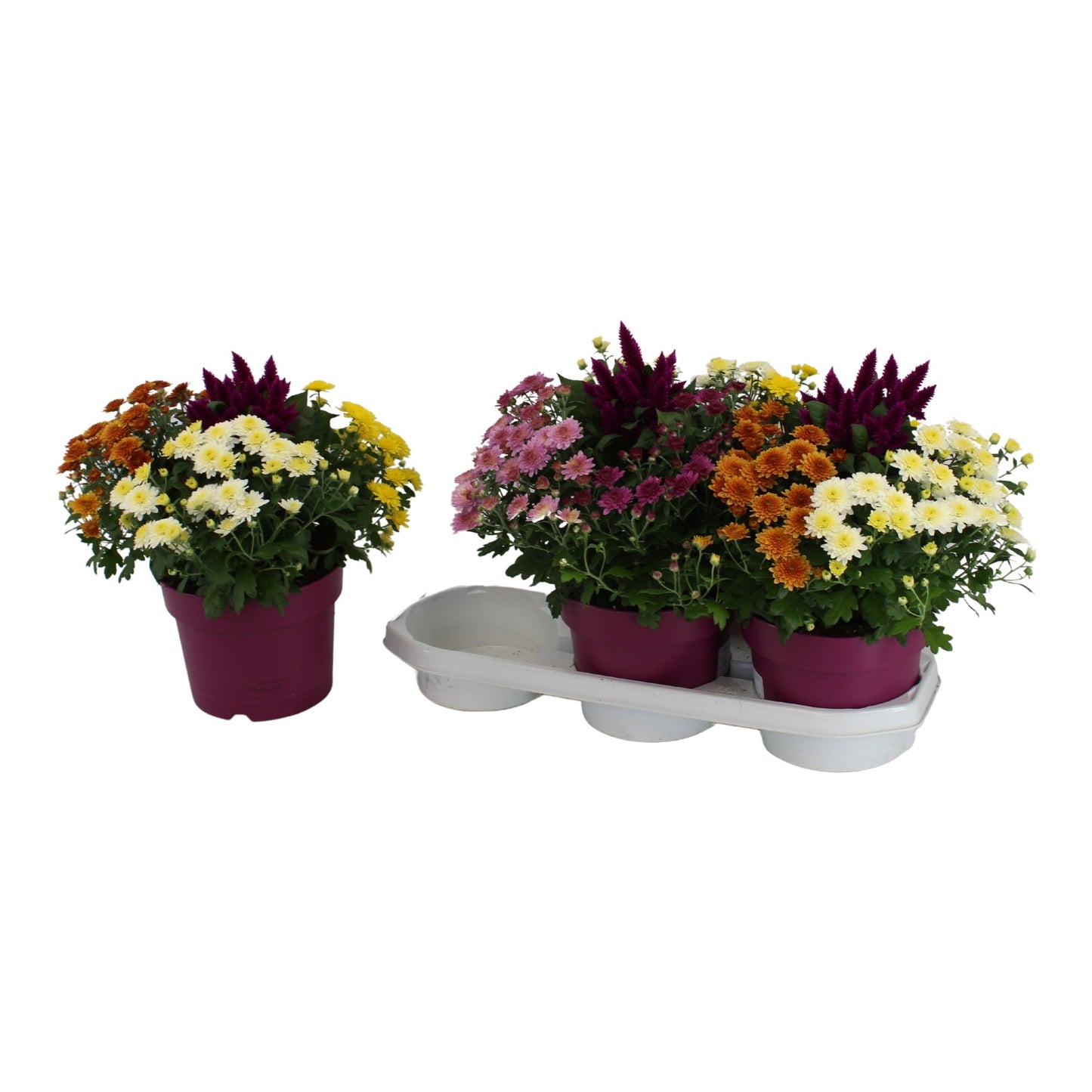Bedding plants mixpot 38cm 19cm Pot
