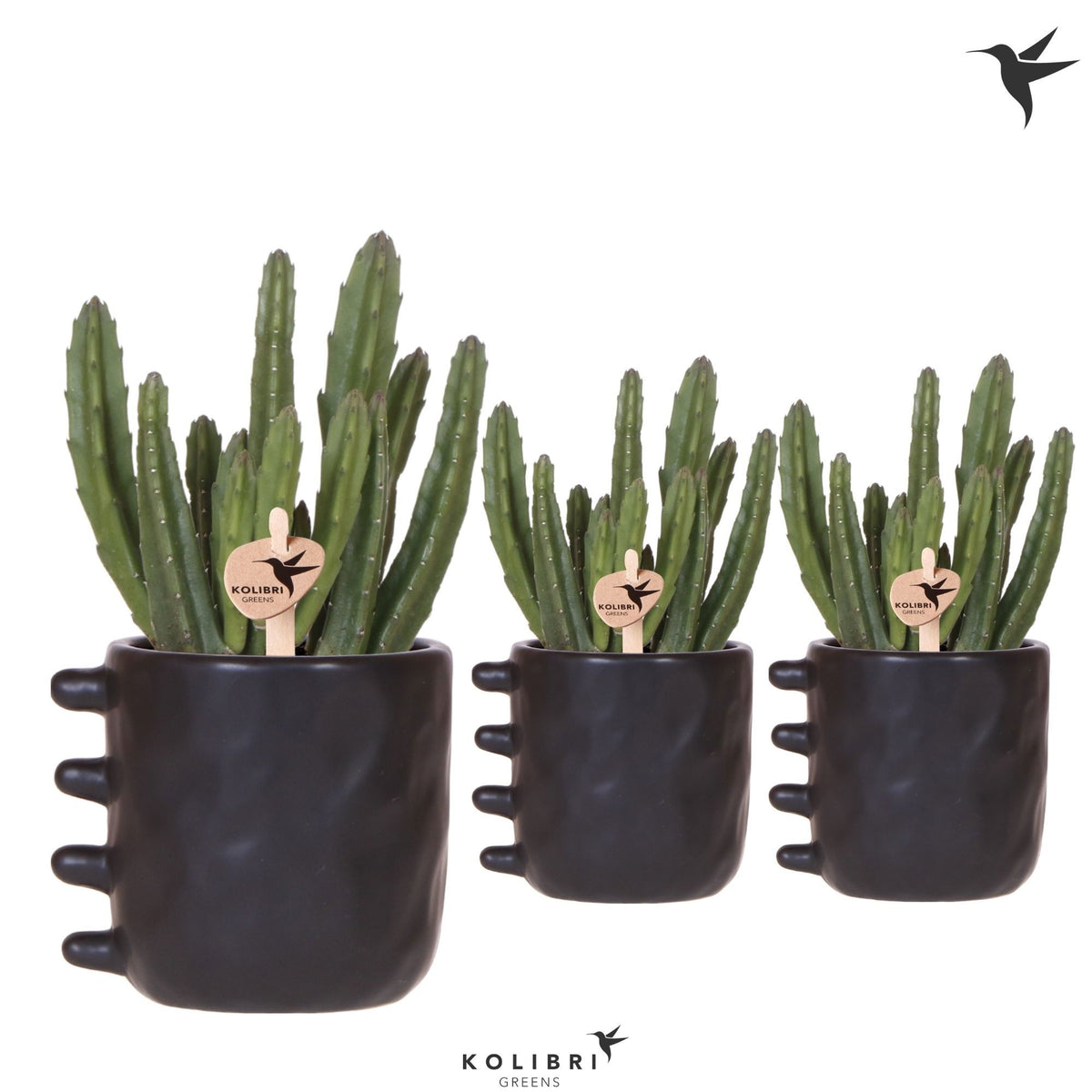Stapelia leendertziae 23cm 9cm Pot