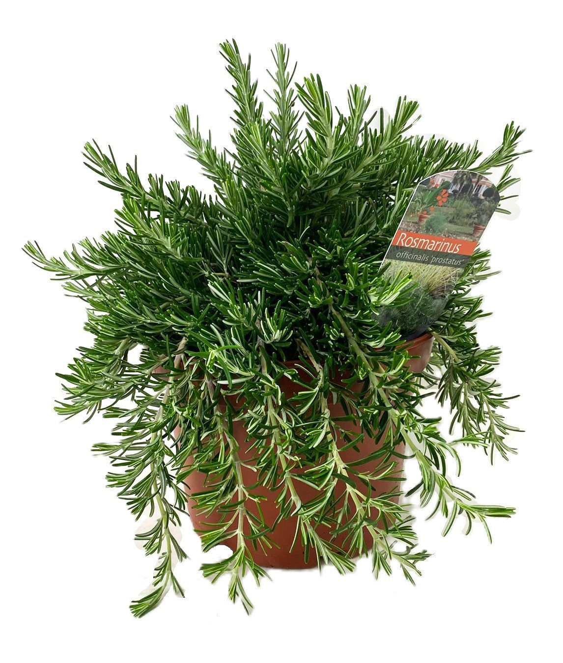 Rosmarinus officinalis Prostratus 30cm 19cm Pot