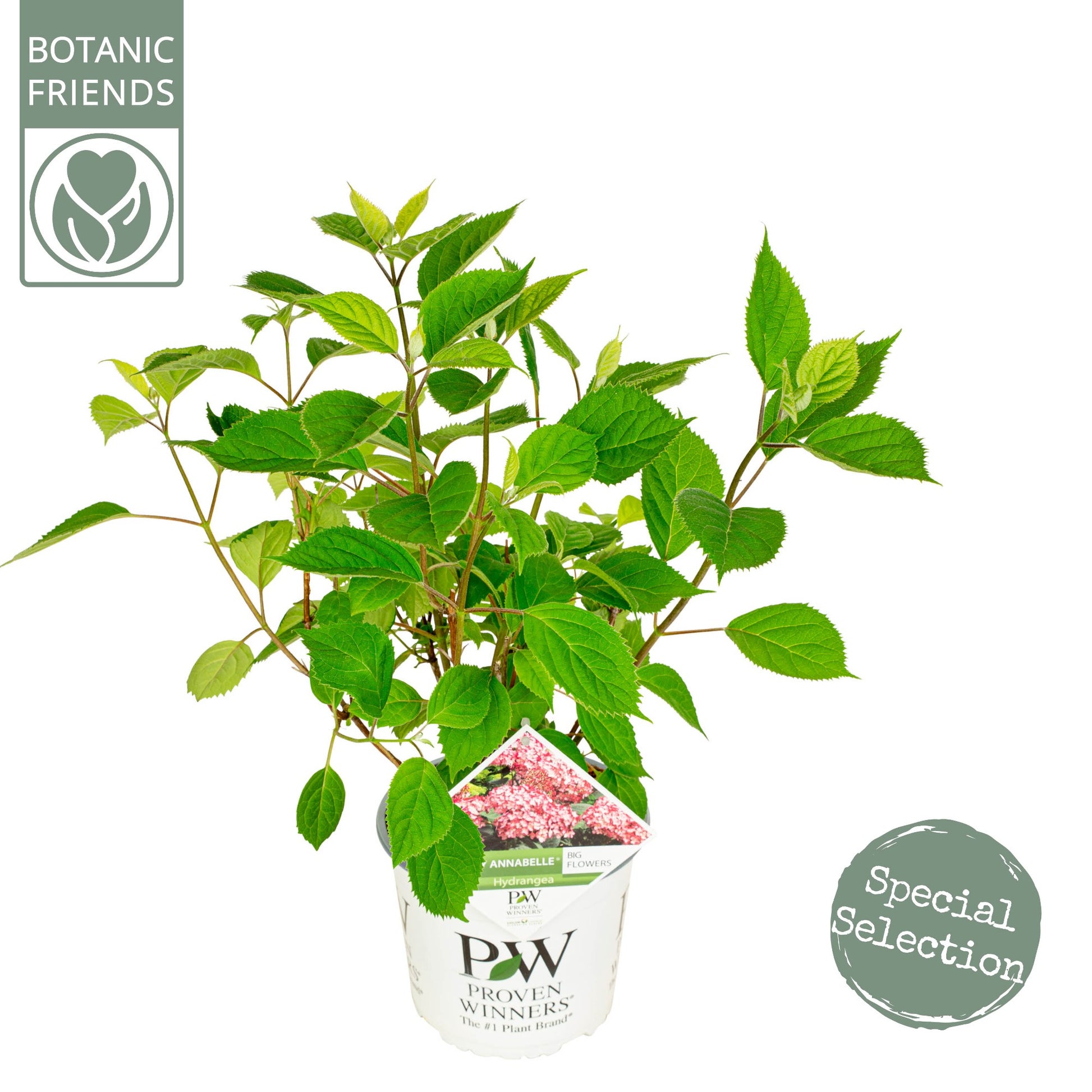 Hydrangea arborescens mix 45cm 19cm Pot
