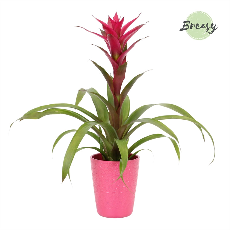 Riza Bromelia Specialist Guzmania Voila Pack of 6