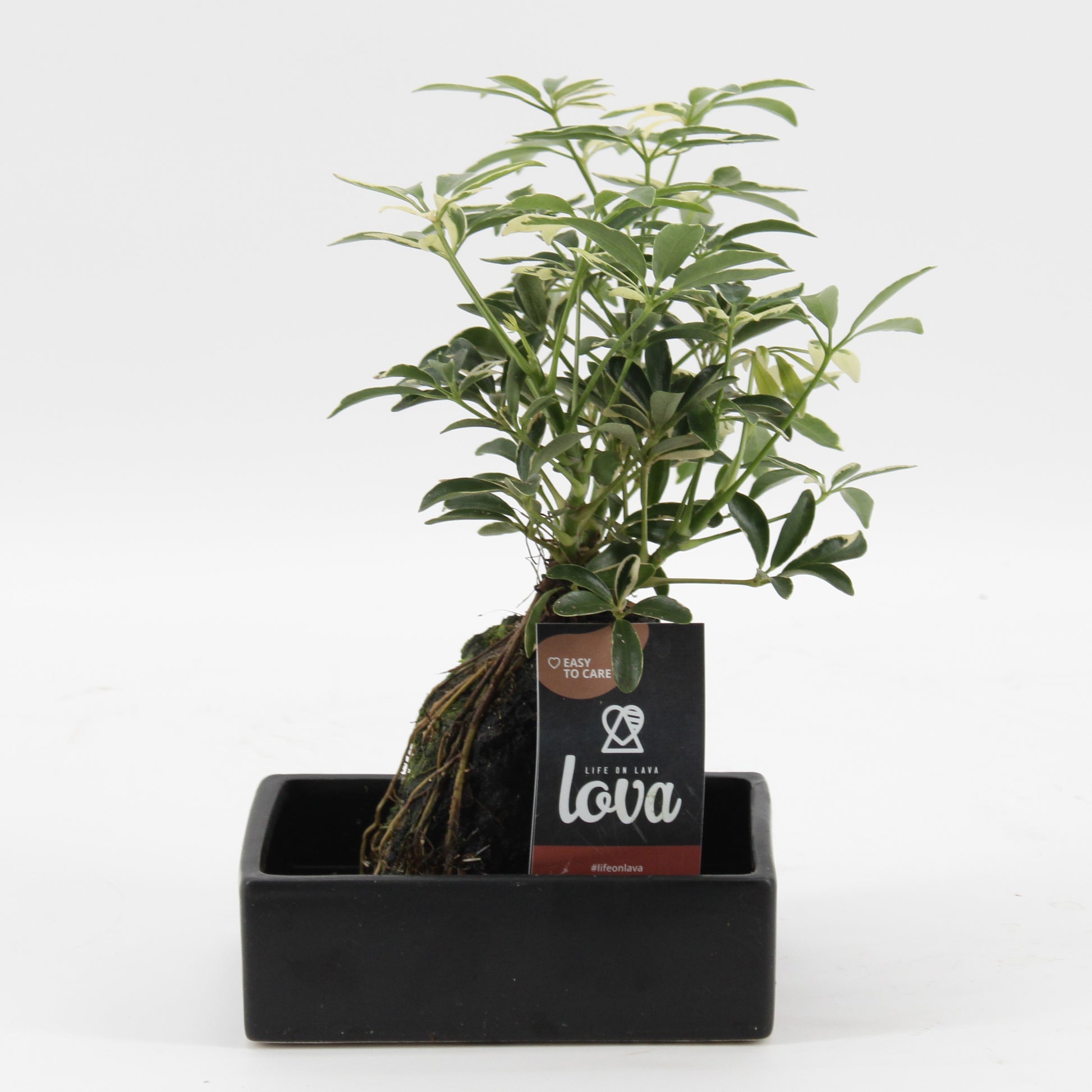 Indoor green arrangement 35cm 17cm Pot