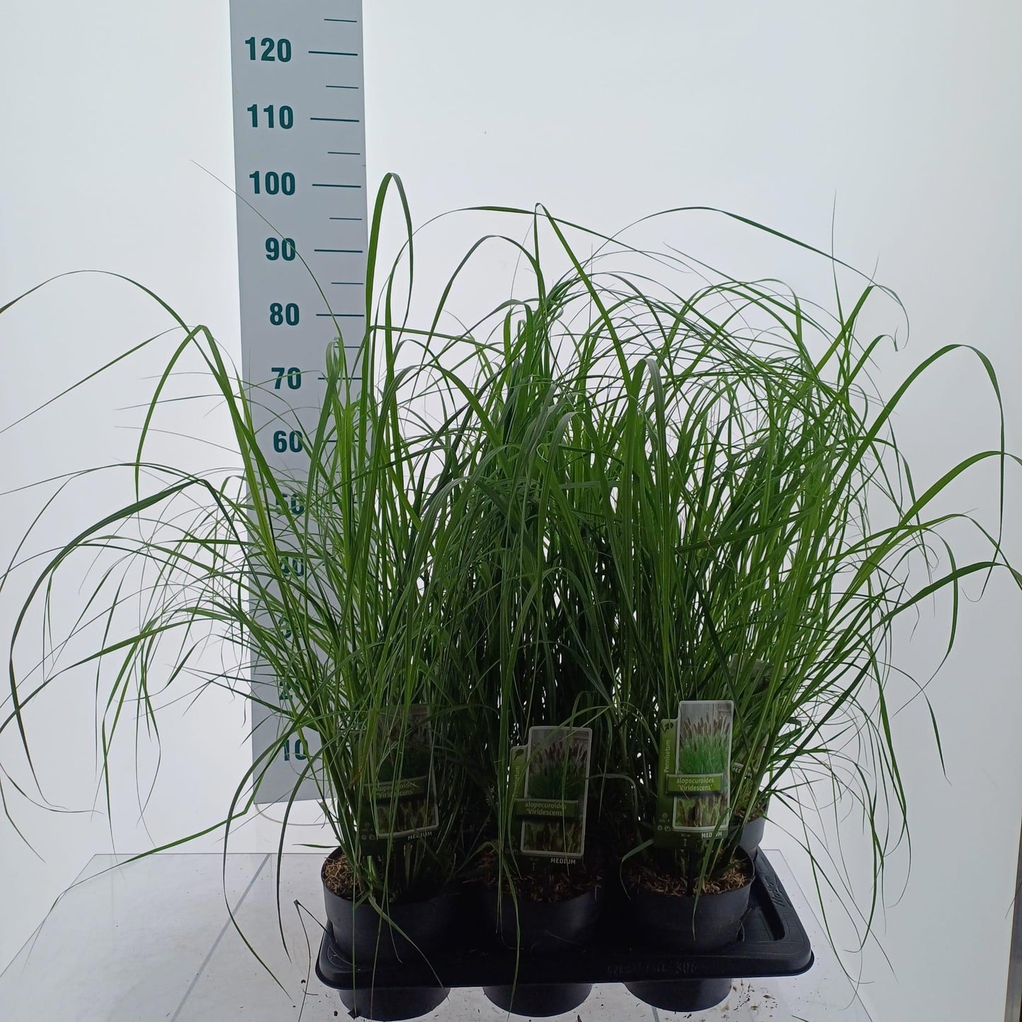 Pennisetum Viridescens 45cm 17cm Pot