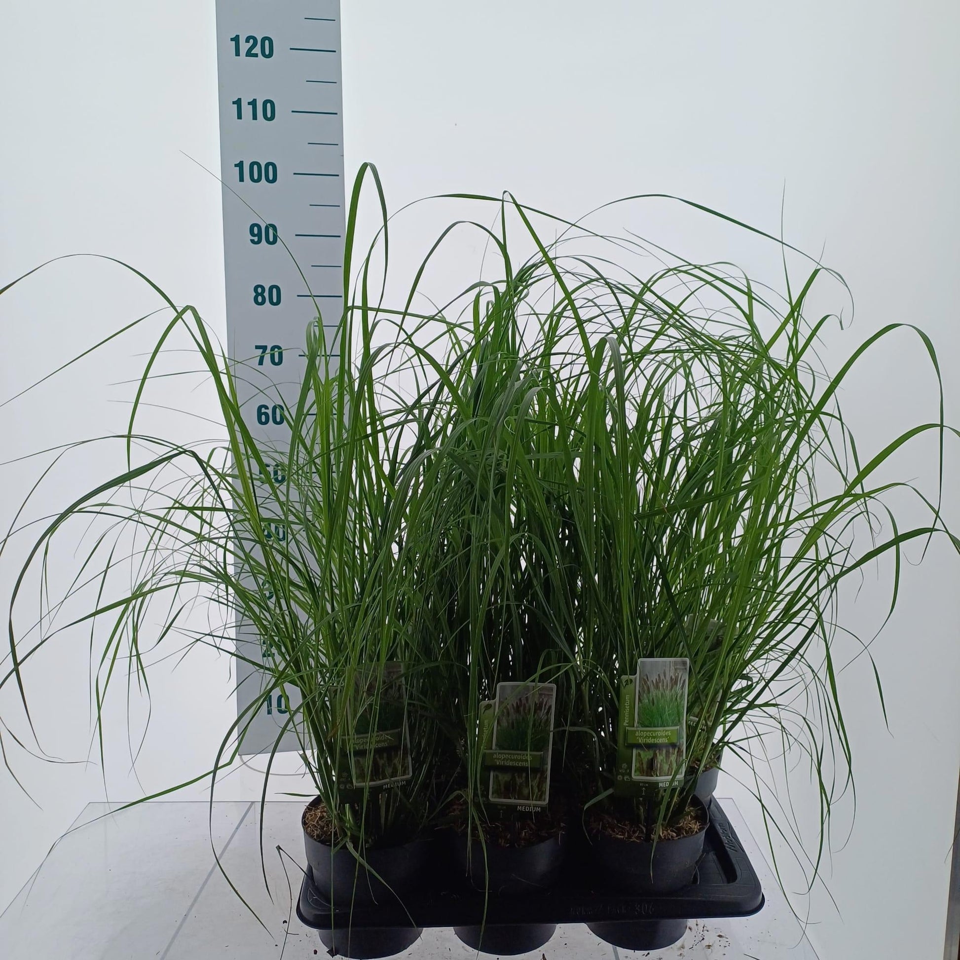 Pennisetum Viridescens 45cm 17cm Pot