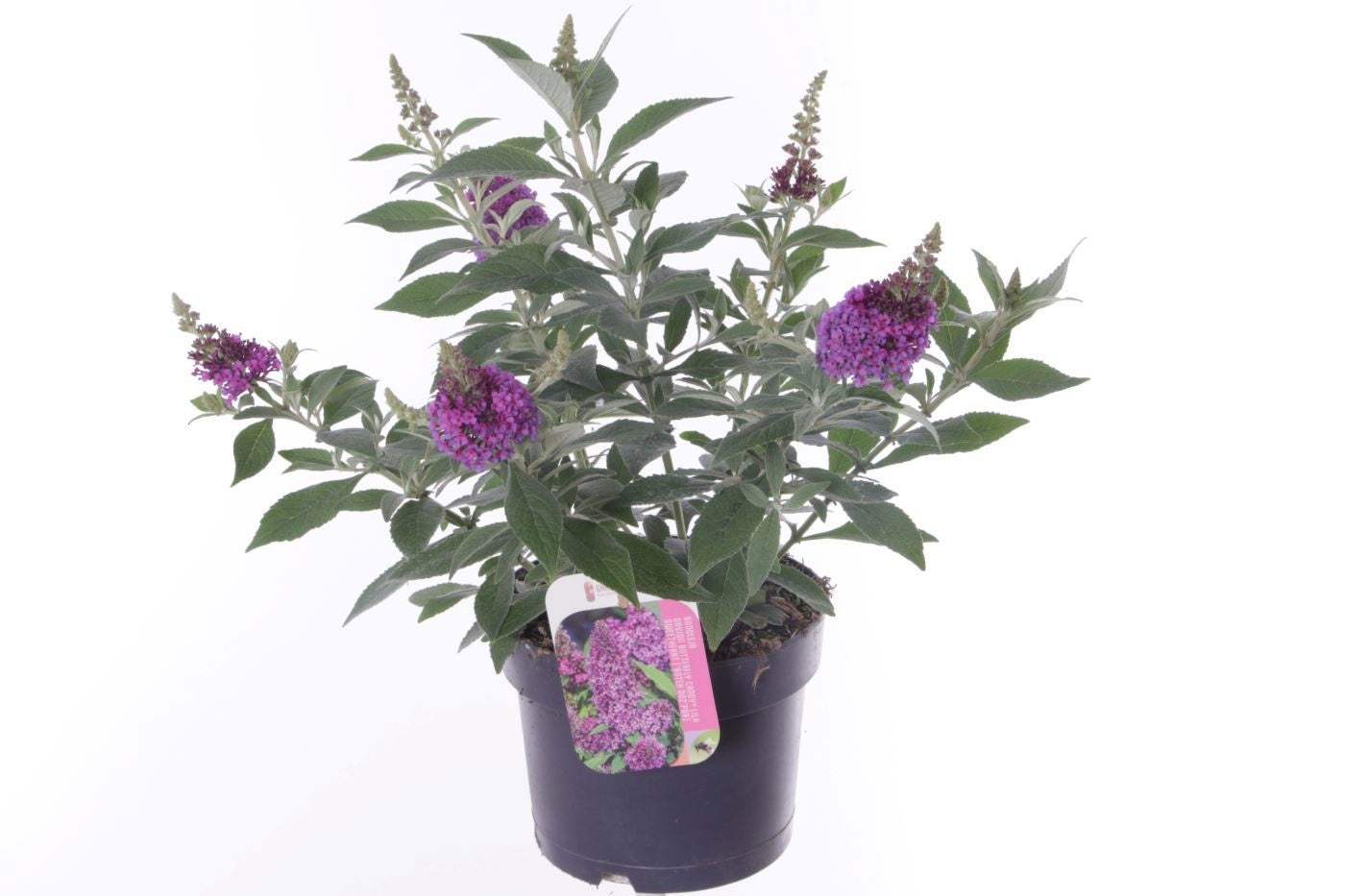 Buddleja Butterfly Candy mix 35cm 17cm Pot