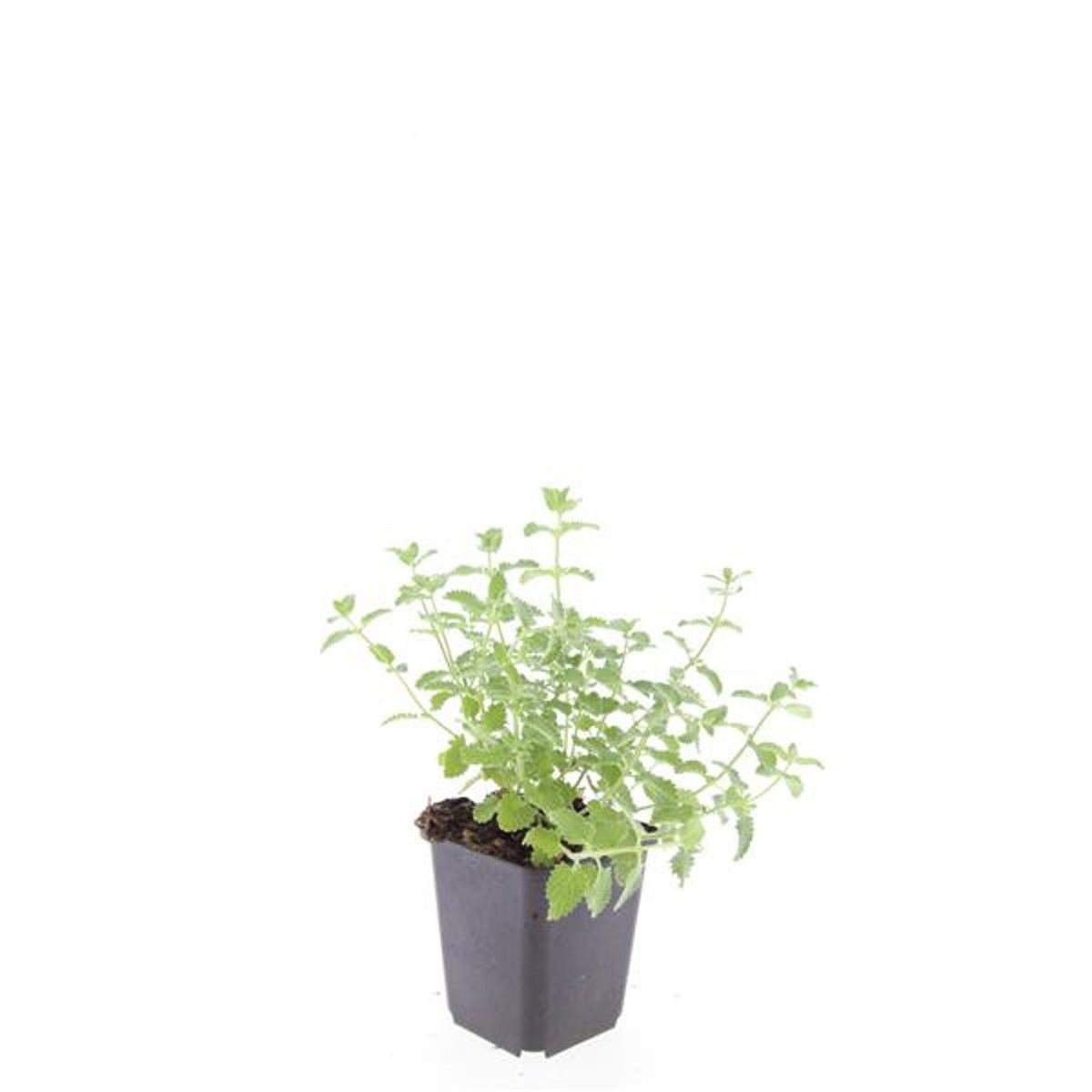 Nepeta faa. Walker's Low 5cm 9cm Pot
