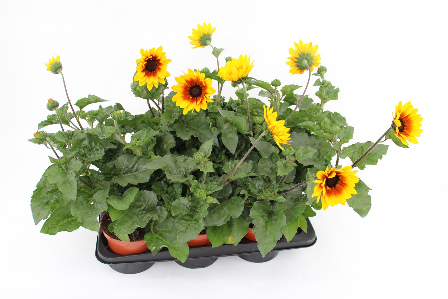 Helianthus ann. Sunbelievable Brown Eyed Girl 55cm 15cm Pot