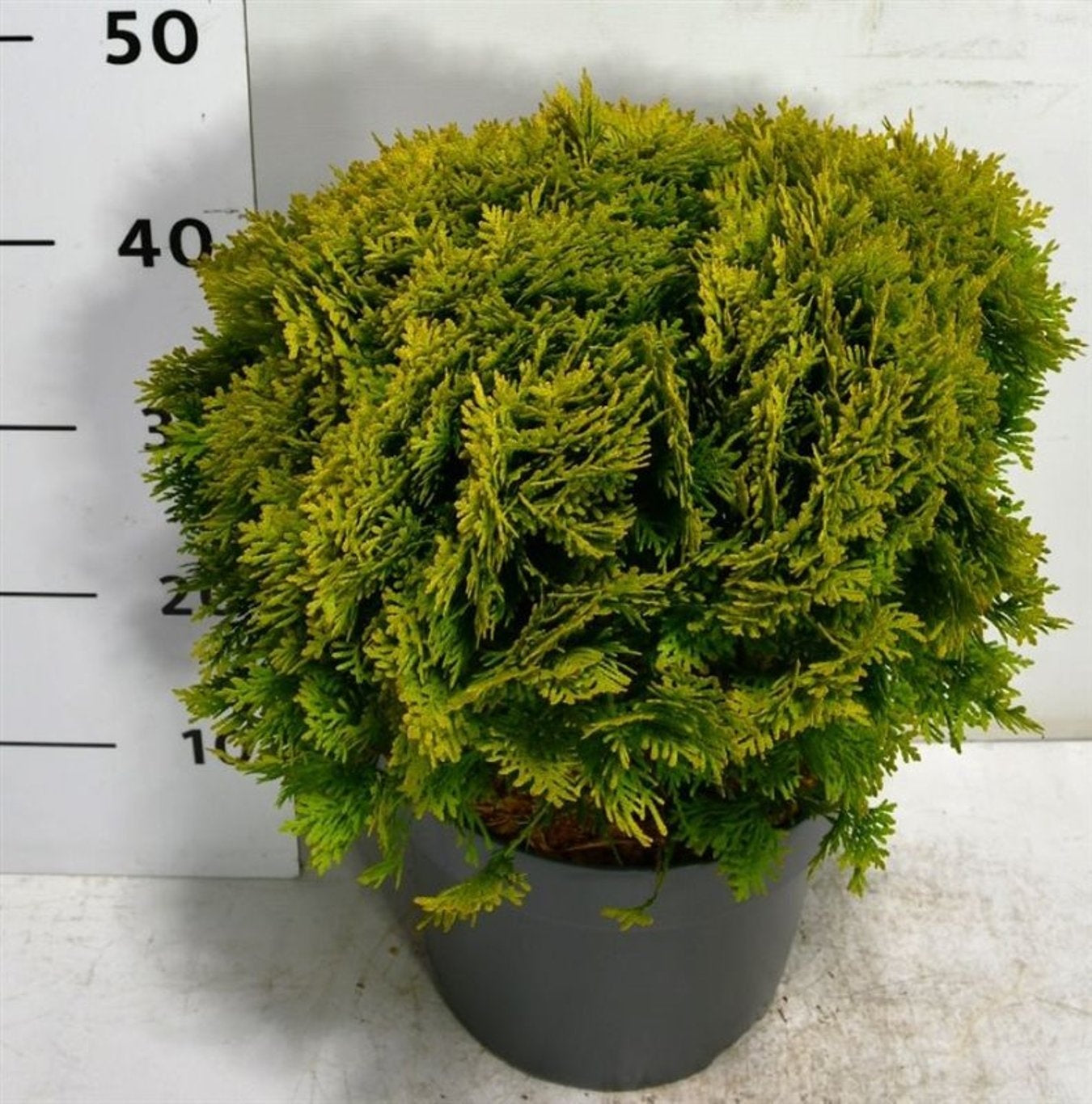Bloemenkampen BV, Hkw. de Thuja occidentalis Mirjam Pack of 1