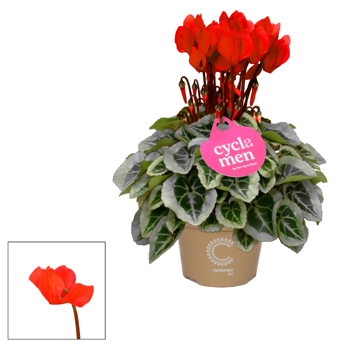 Cyclamen Picasso red 25cm 10.5cm Pot